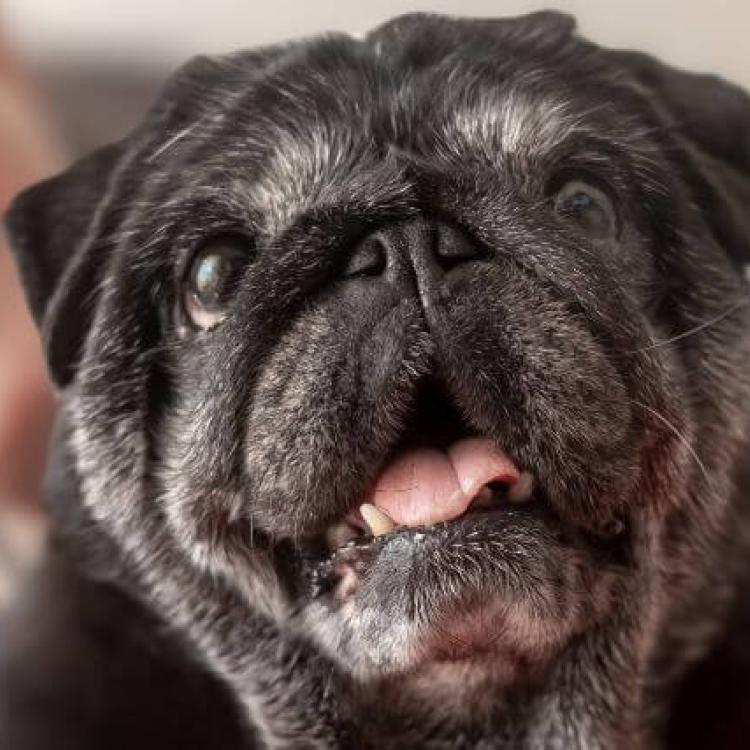 Senior Dog Care How to Keep Your Aging Dog Healthy and Happy